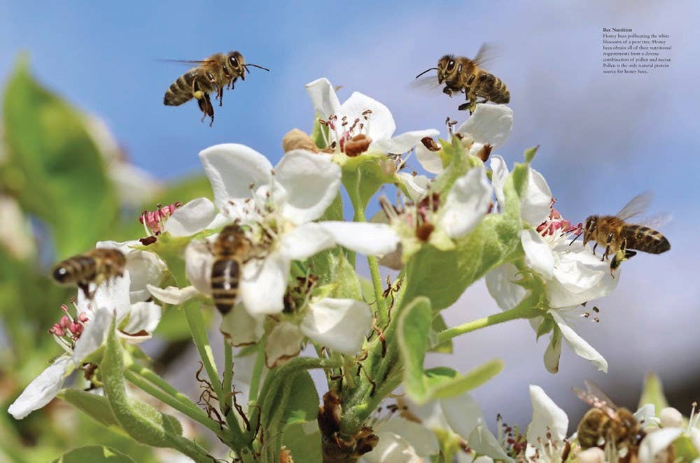 Bees: Heroes of the Garden